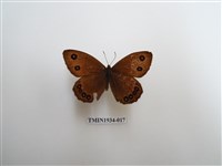 藏品(永澤蛇眼蝶)的圖片